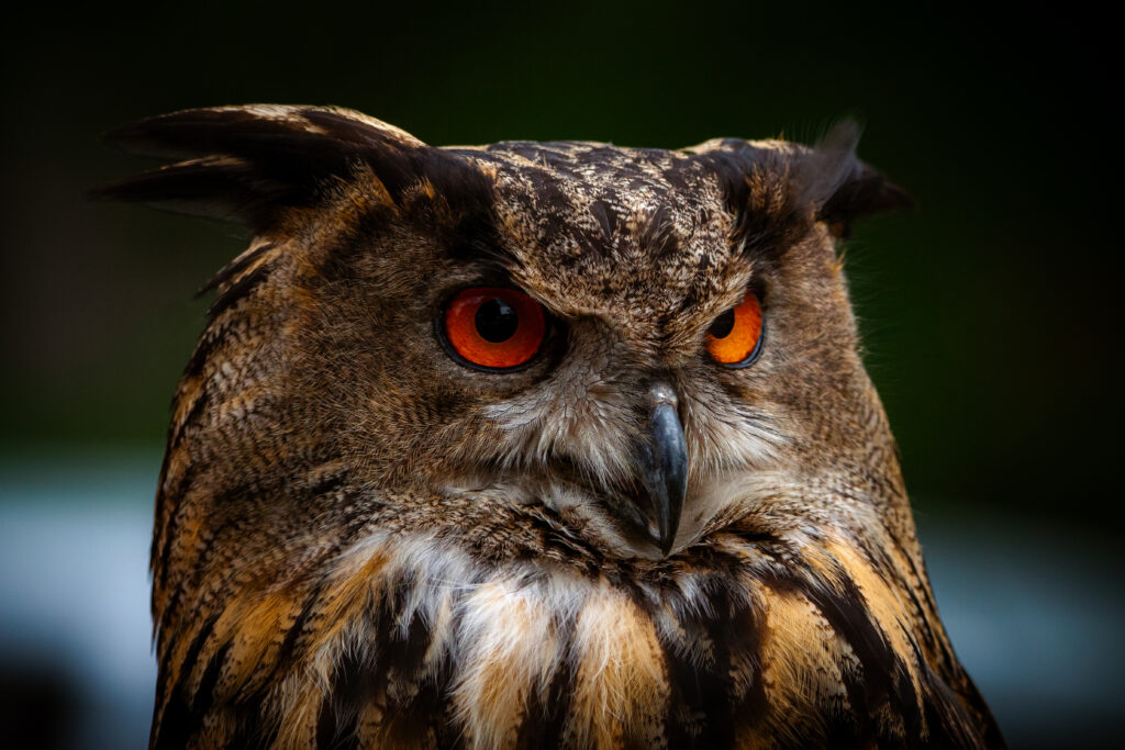 Owl staring into the distance