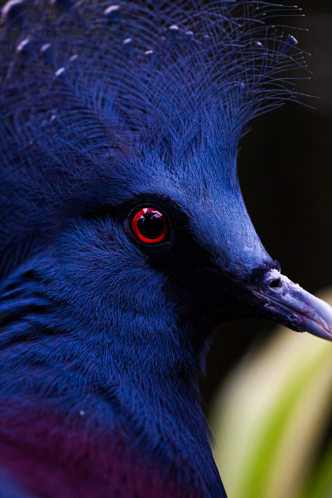 beautiful blue bird
